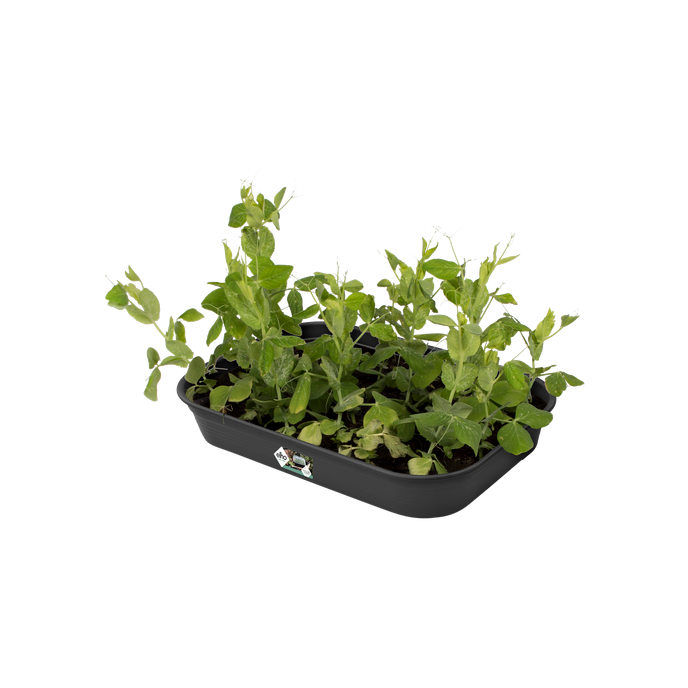 green basics kweektray m living black